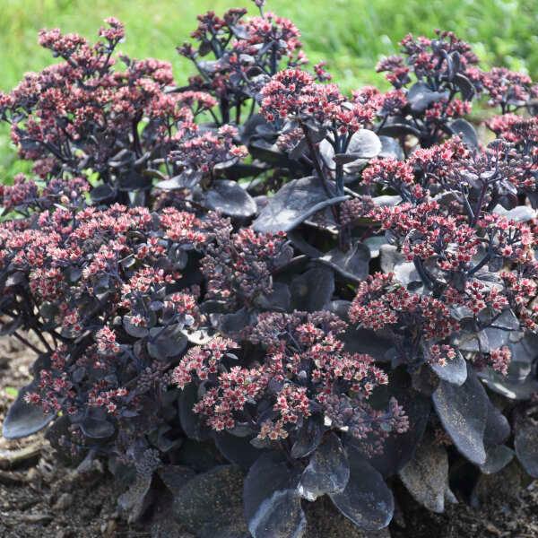 1G Sedum Rock 'N Grow® 'Back in Black Back in Black Stonecrop: Patent PPAF 1012893