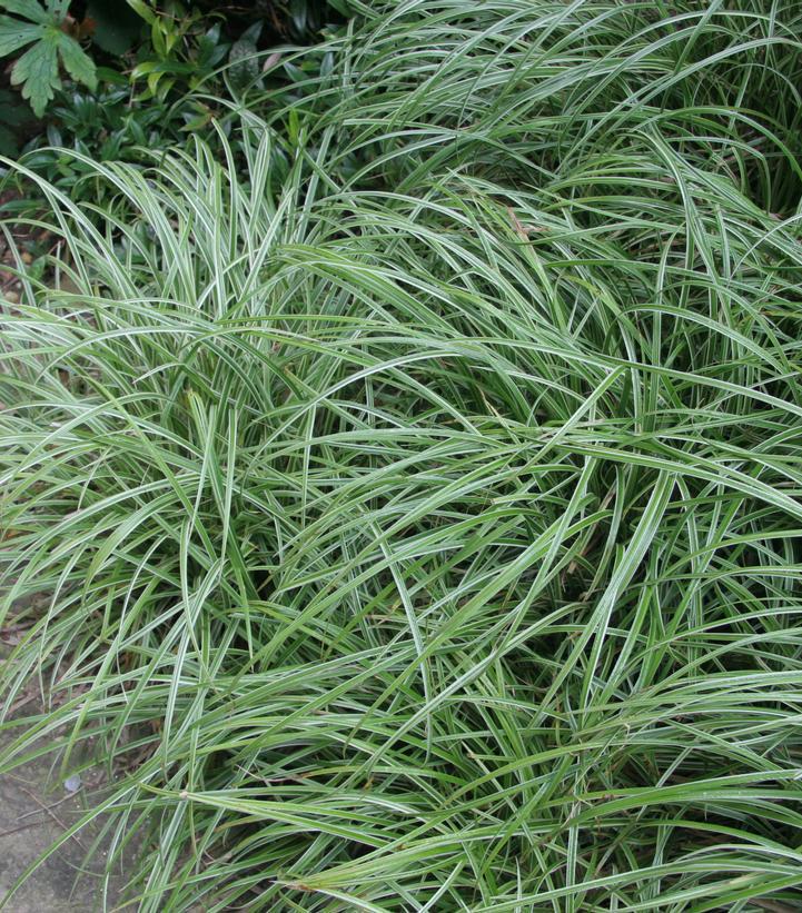 1G Carex morowii 'Silver Sceptre' Silver Sceptre Sedge 1002362