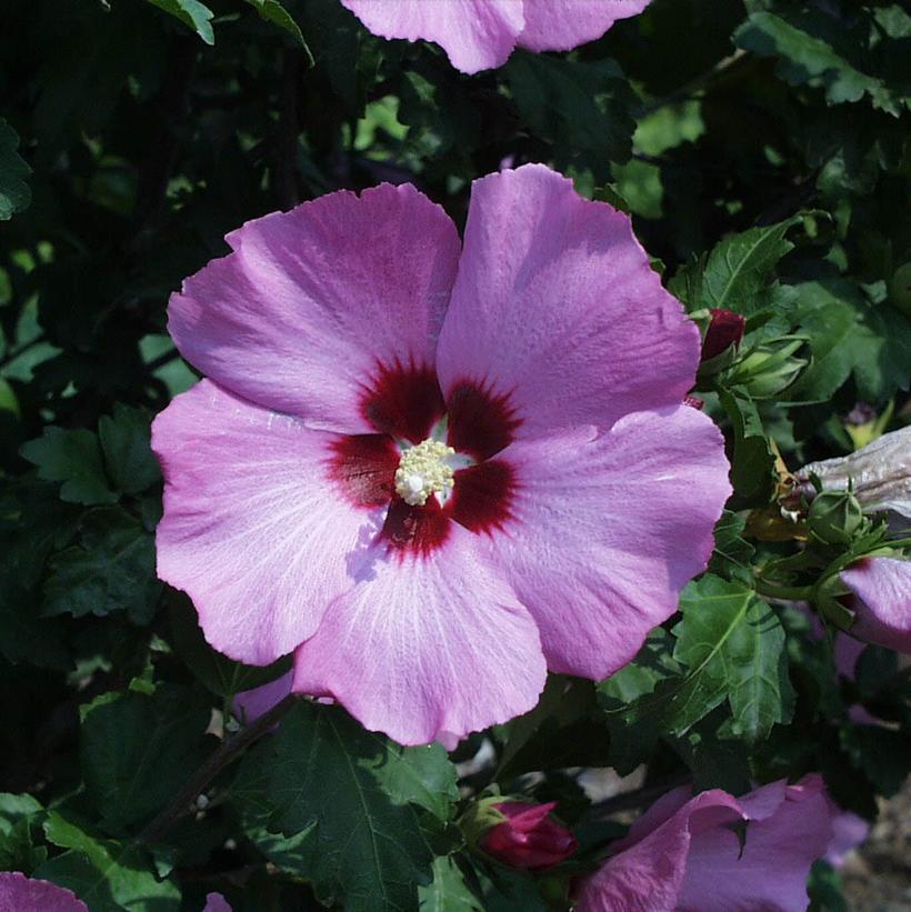 3G Hibiscus syriacus Aphrodite Aphrodite Rose of Sharon 1001068