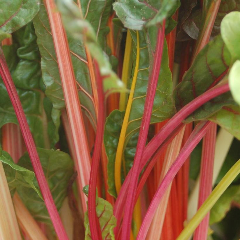 1G Beta vulagaris 'Bright Lights' Bright Lights Swiss Chard 1005391