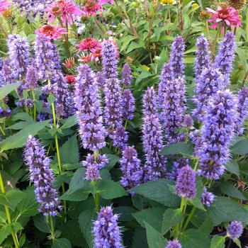 2G AGASTACHE X 'BLUE FORTUNE' (Hummingbird Mint, Anise Hyssop) 1001844