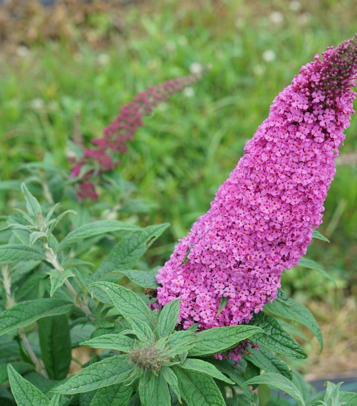 3G BUDDLEIA PUGSTER `PINKER` ('SMNBDB') Pugster Pinker® Butterfly Bush: Patent PP33565 1013460