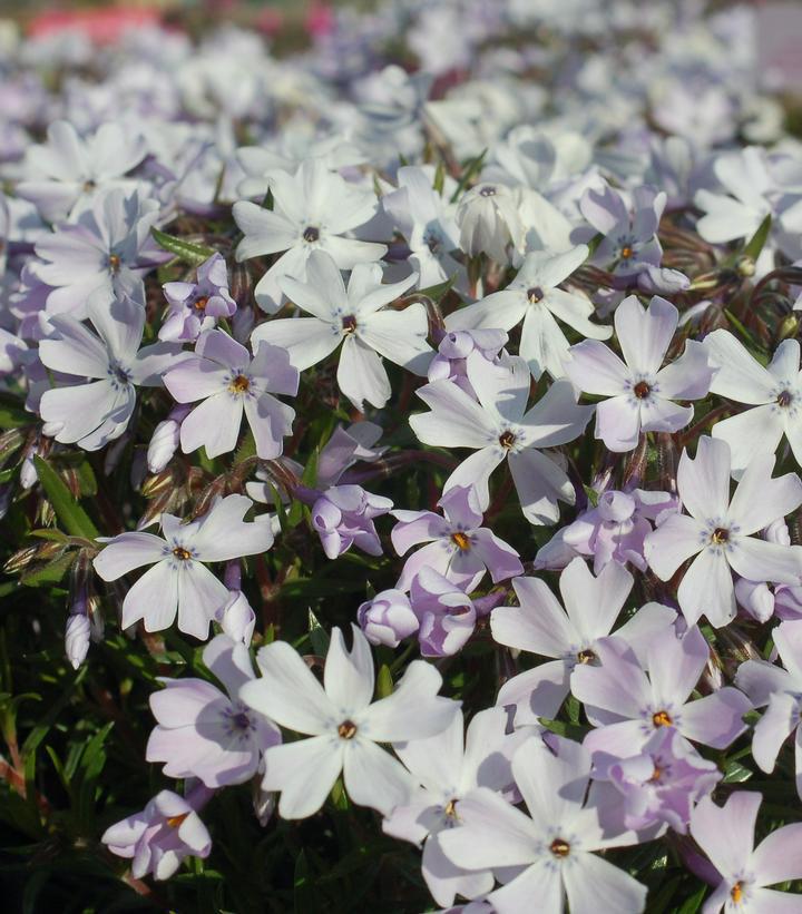 1G Phlox subulata 'Emerald Blue' Emerald Blue Moss Phlox (creeping phlox) 1000960