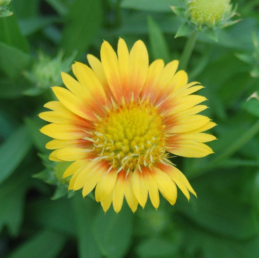 1G Gaillardia Arizona 'Apricot' Arizona Apricot Blanket Flower 1005436