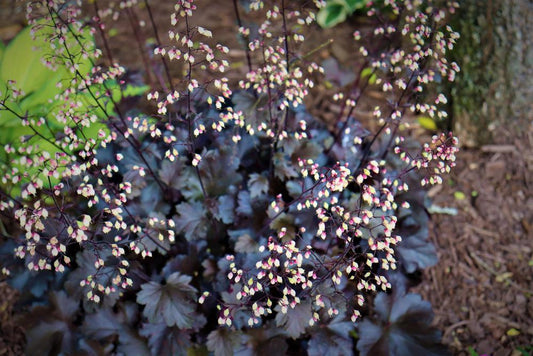 1G Heuchera 'Plum Pudding' Plum Pudding Coral Bells 1002763