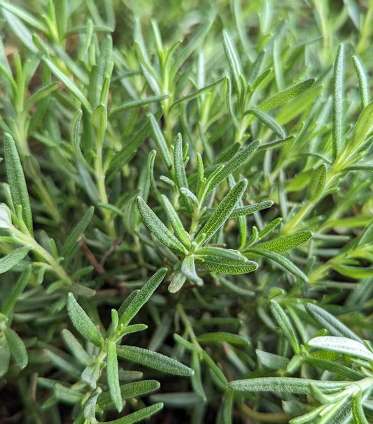 1G Rosmarinus officinalis 'Salem' Salem Rosemary 1004299