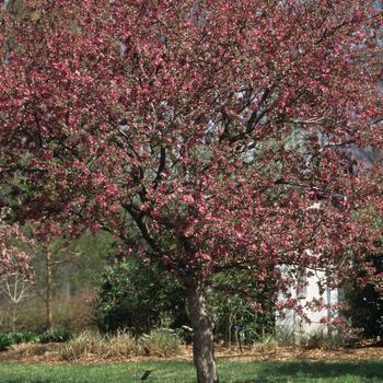 7G Malus Adams Adams Crabapple 1003002