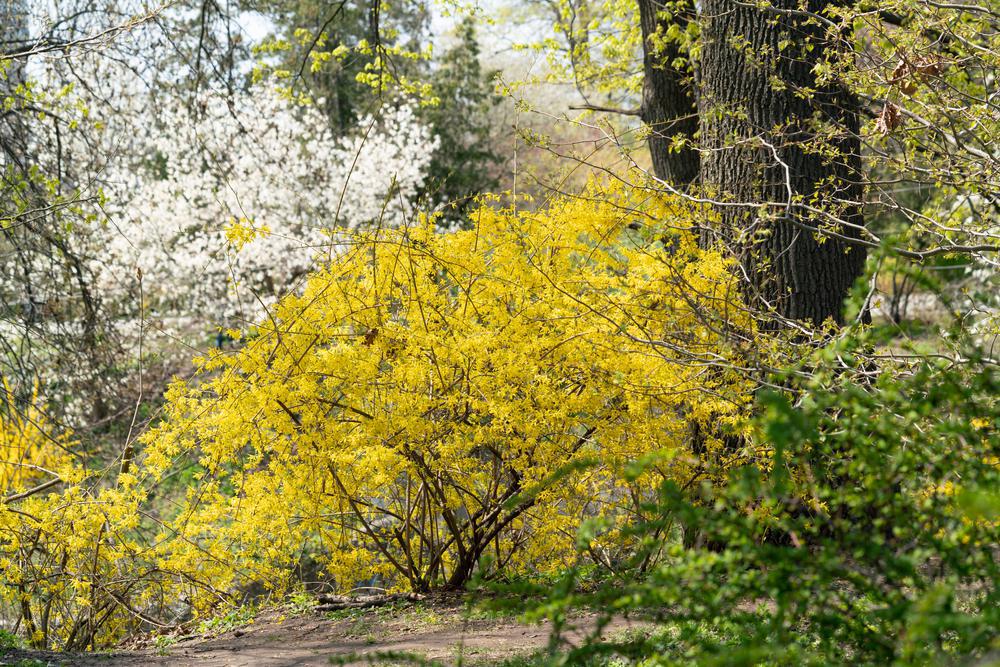 3G Forsythia X intermedia 'Lynwood Gold' Lynwood Gold Forsythia 1001064