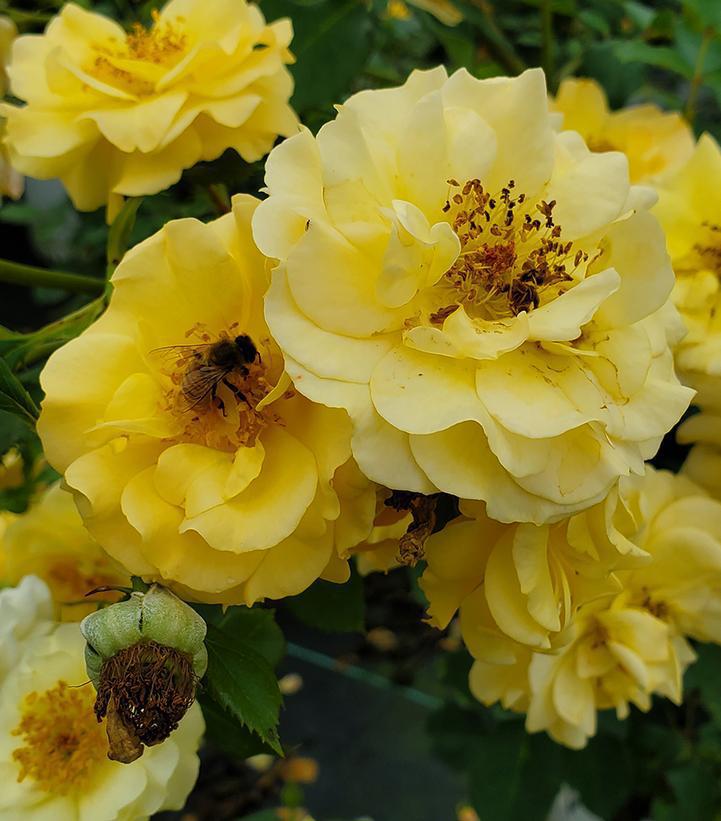 3G Rosa x Rise Up Amberness® ('ChewAmberness') 'Rise Up Amberness' Mini Climber Rose: Patent PP34,460 1014998