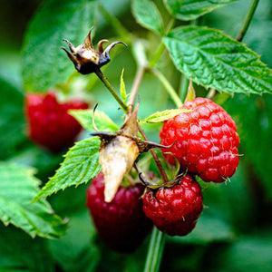 3G Rubus idaeus 'Vintage' Vintage Raspberry 1014418