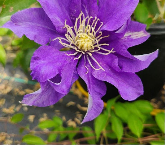 8" Clematis 'Olympia' ('Evipo099') Olympia Vine: Patent PPAF 1012199