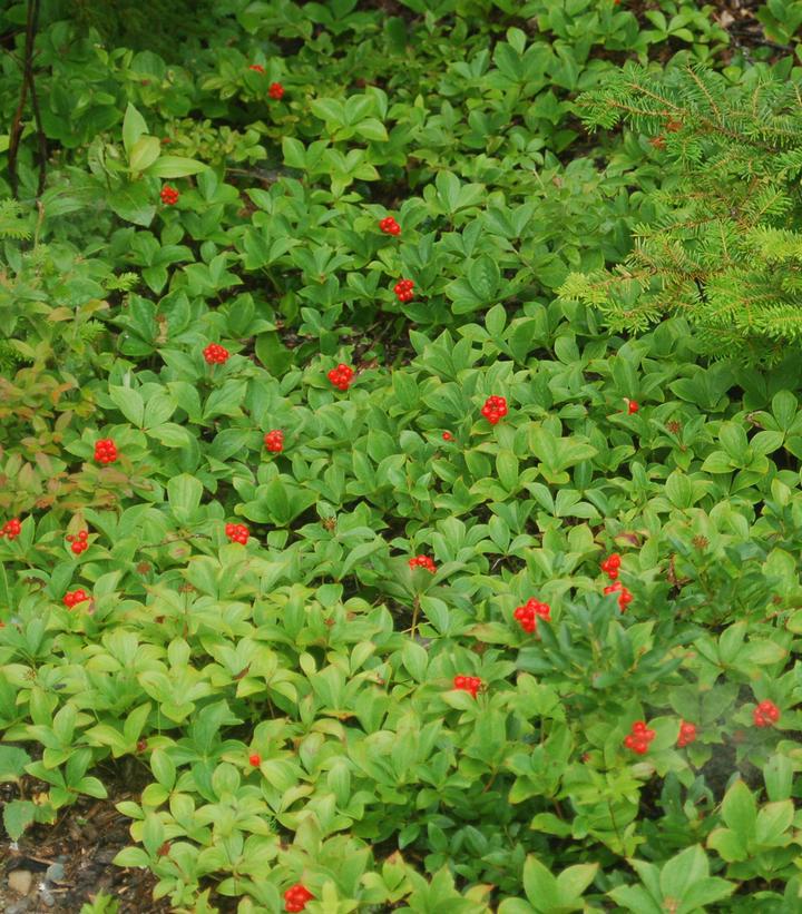 1G CORNUS CANADENSIS (Bunchberry Dogwood) 1002185