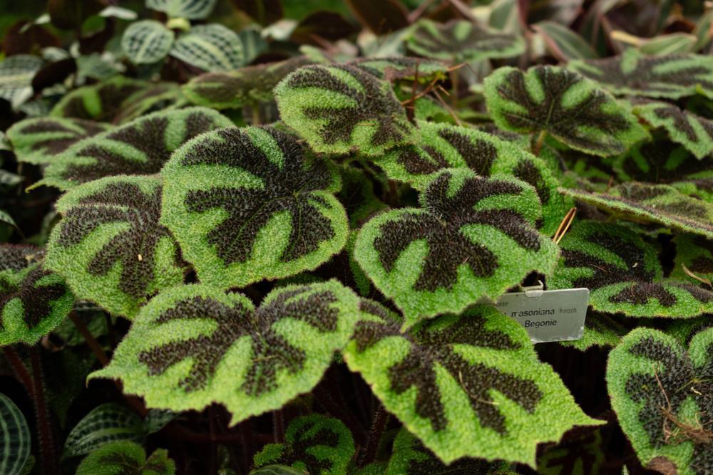 2.5" Begonia Rex Iron Cross