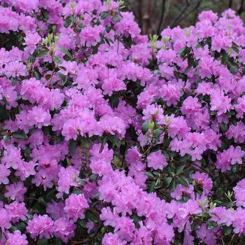 3G RHODODENDRON X PURPLE GEM (Evergreen) 1000116