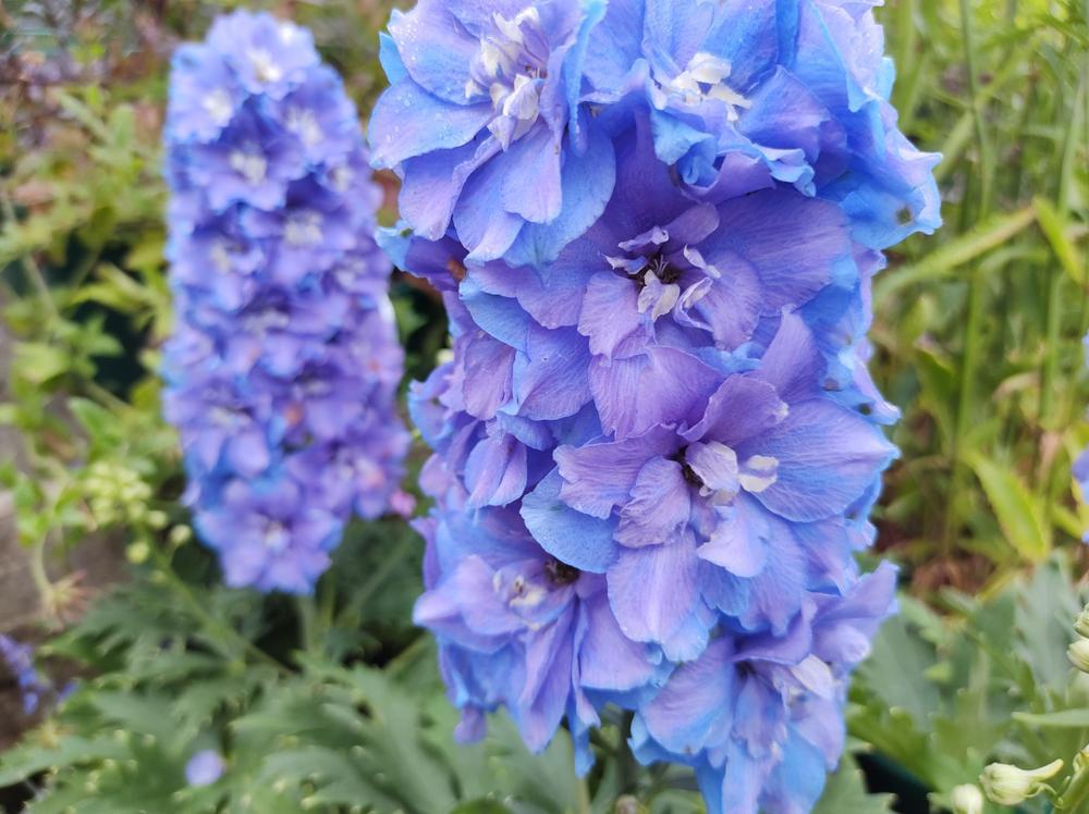 8" Delphinium Delgenius™ 'Shelby' Shelby Bee Delphinium 1012854