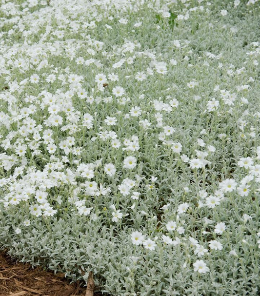 1G Cerastium tomentosum 'YoYo' Yo Yo Snow in Summer 1013686