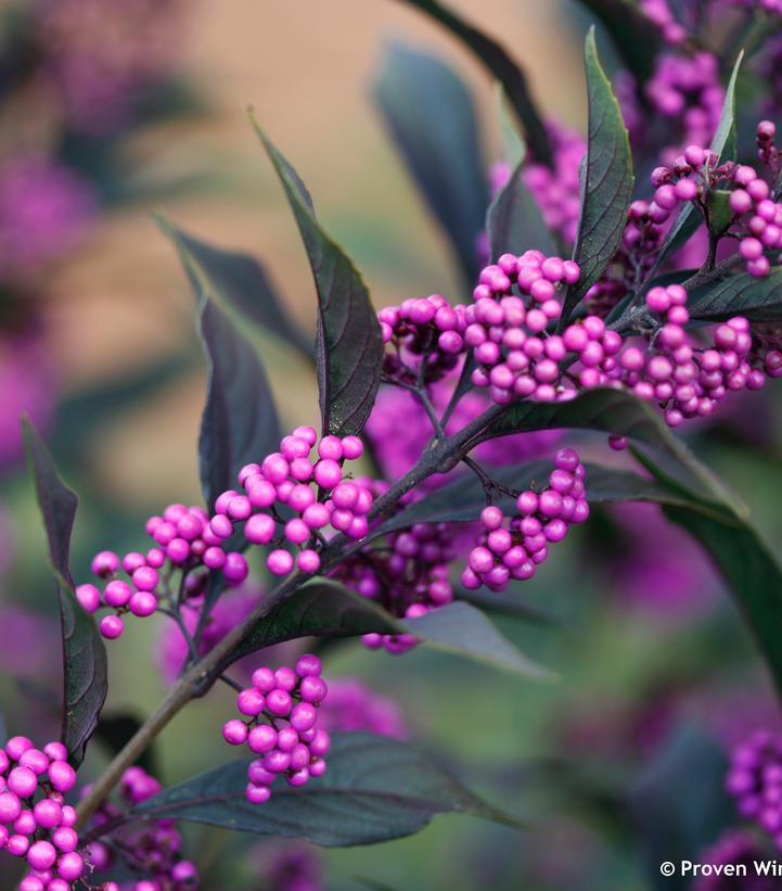 3G Callicarpa x Pearl Glam® ('NCCX2') Pearl Glam® Beautyberry: Patent PPAF 1008466