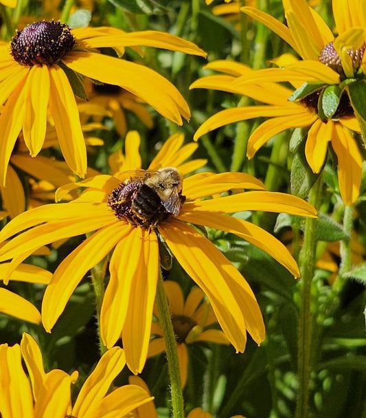 1G Rudbeckia fulgida deamii Black Eyed Susan 1010920