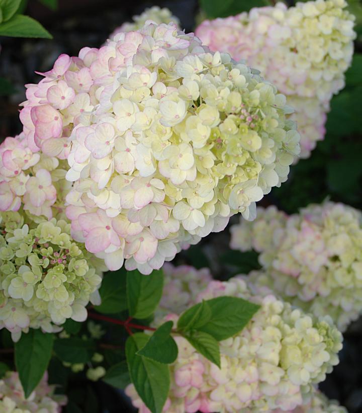 5G Hydrangea pan. 'Strawberry Sundae' ('Rensun') Strawberrry Sundae® Hydrangea: Patent PP25438 1007939