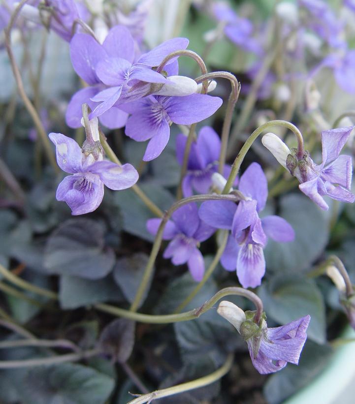 3" Viola labradorica 'Labrador Viola'  Purple 1002609