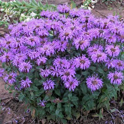 2G Monarda Sugar Buzz® 'Blue Moon' SUGAR BUZZ® Blue Moon Bee Balm: Patent PP29,549 1010812