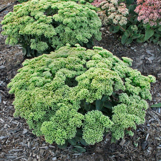 1G Sedum hybrid Rock 'N Grow 'Lemonjade' Rock 'N Grow® Lemonjade Autumn Stonecrop: Patent PPAF 1007854