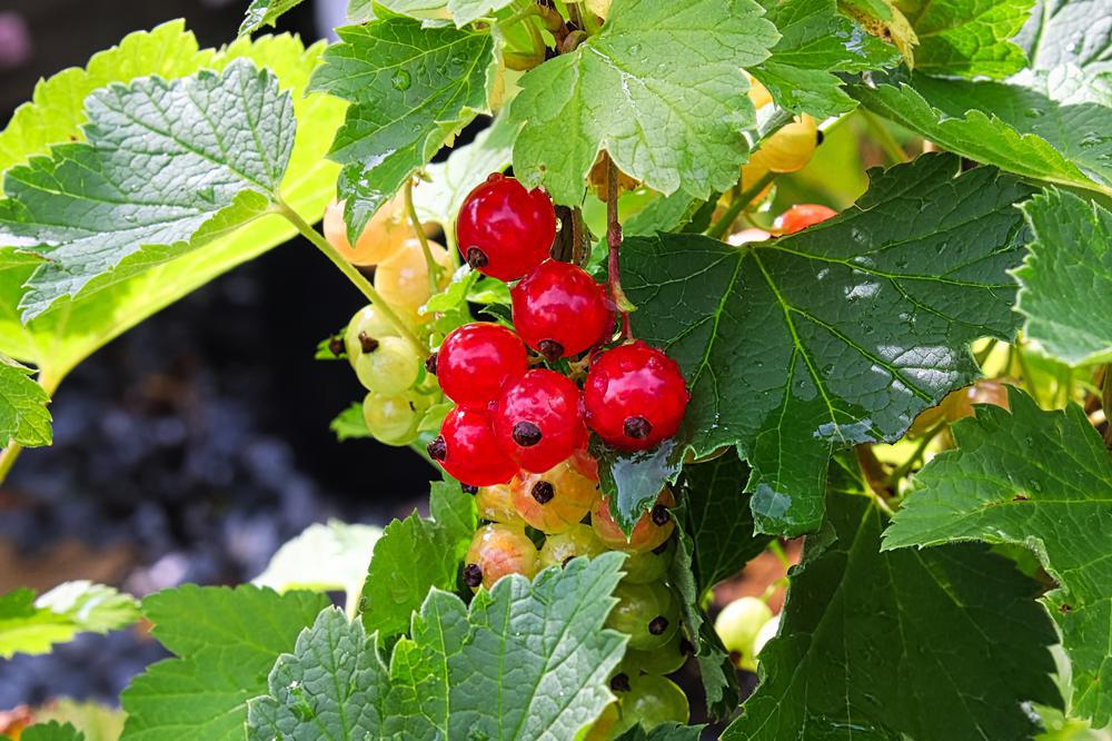 3G RIBES 'RED LAKE' Red Lake Red Currant 1009523