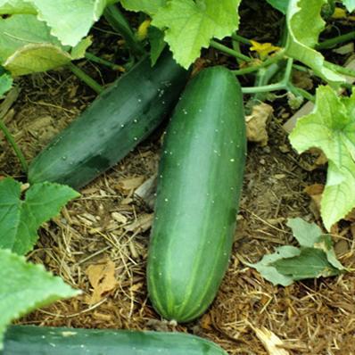 1G CUCUMBER 'SWEET BURPLESS' Sweet Burpless Bush Cucumber 1005393