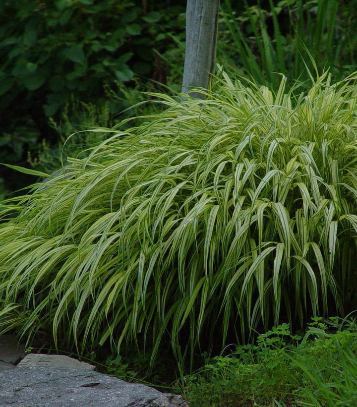 1G Hakonechloa macra 'Aureola' Golden Variegated Hakone Grass 1000944