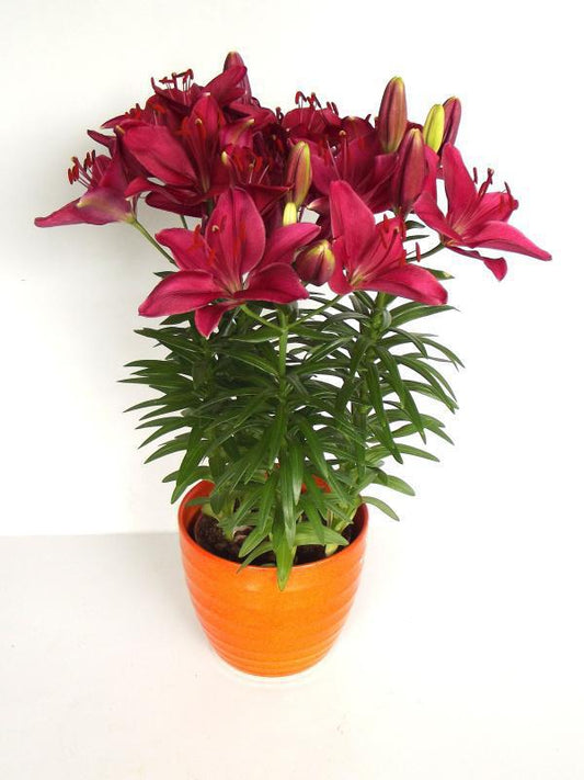 1G Lilium asiatic 'Fantasiatic Raspberry' Fantasiatic Raspberry Lily 1015508