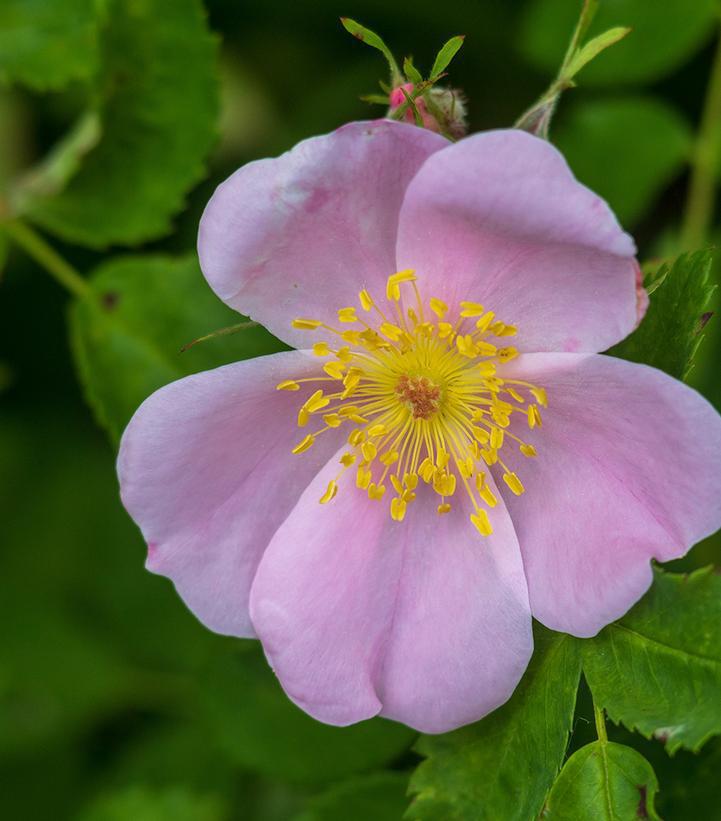 2G Rosa palustris Swamp Rose 1003309