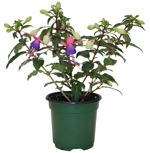 4" Fuchsia - Pink / Purple - A5804