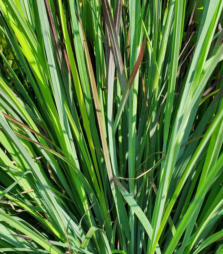 2G Schizachyrium scoparium 'Standing Ovation' Standing Ovation Little Bluestem: Patent PP25,202 1005545