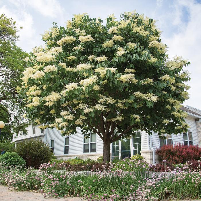 15G Syringa reticulata 'Snowdance' ('Bailnce') Snowdance Japanese Tree Lilac: Patent PP20,458 1005267