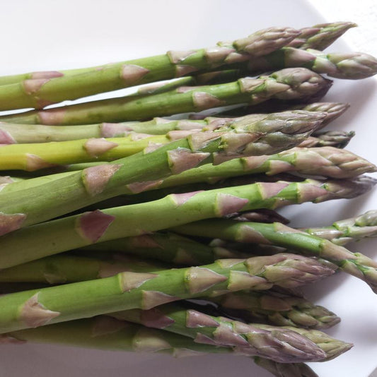 1G Asparagus 'Jersey Knight' - 1022521