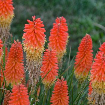 1G Kniphofia Pyromania 'Backdraft' Pyromania® Backdraft Red Hot Poker: Patent PPAF (Torch Lilly) 1010945