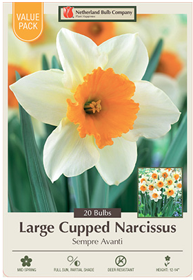 Netherland Bulb Company - Narcissus Sempre Avanti - 4304125690