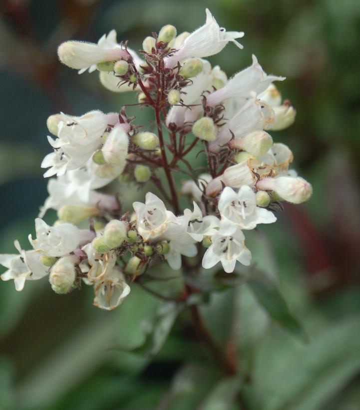 1G Penstemon digitalis 'Husker Red' Husker Red Beard Tongue 1003339