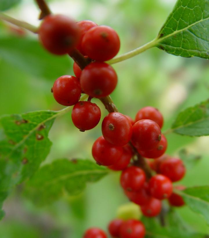 3G Ilex verticillata 'Winter Red' Winter Red Winterberry (F - Berries / Pollinator- Apollo & Southern Gentleman) 1001093