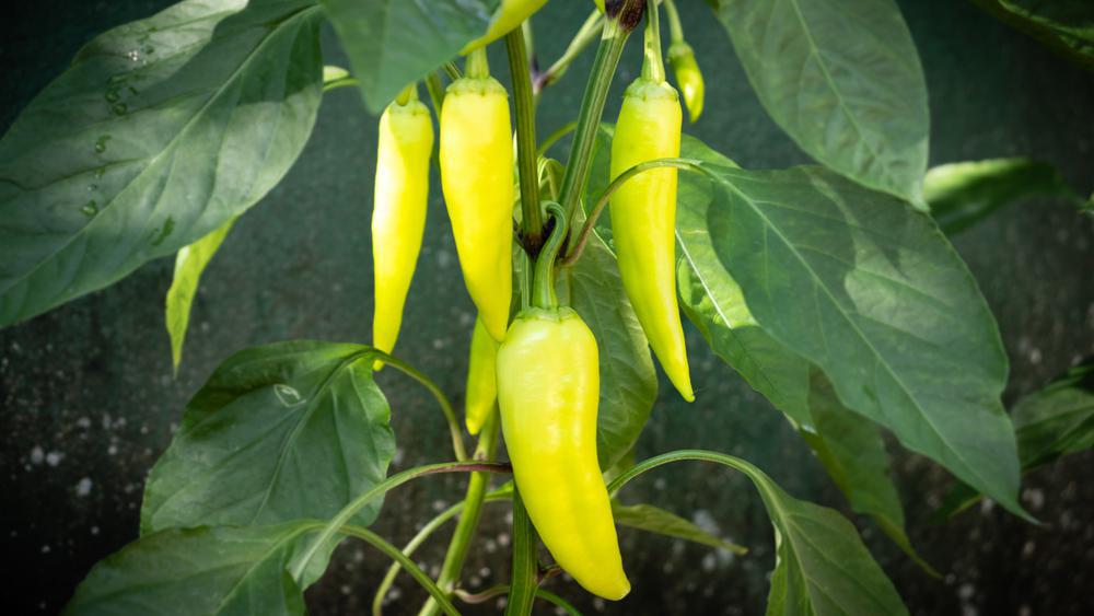 1G PEPPER 'SWEET BANANA' (Sweet) Sweet Banana Pepper 1006570