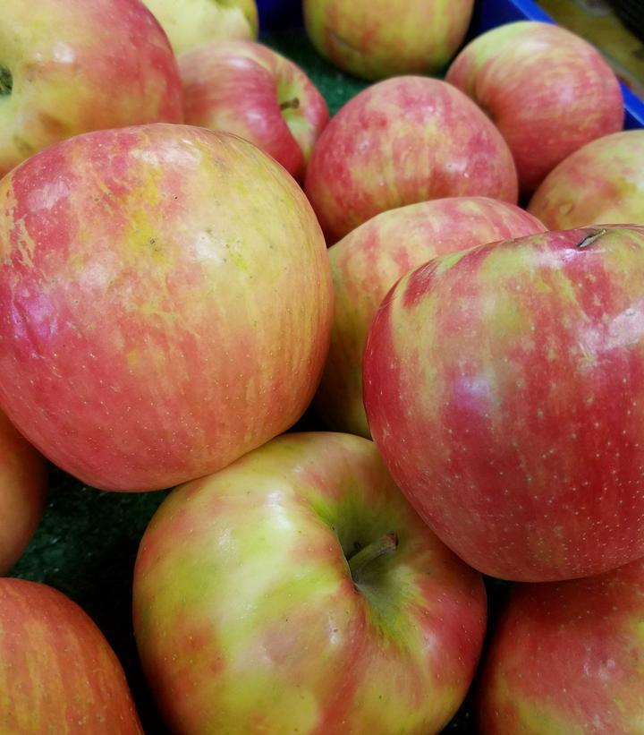 5G Malus X 'Honeycrisp' Honeycrisp Apple 1004712