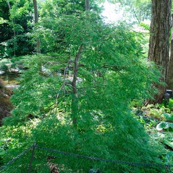 3G Acer Palmatum DIS. Viridis Laceleaf Green Threadleaf Weeping Japanese Maple 1001549