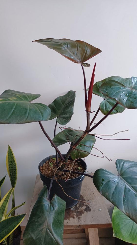 7" Totem Philodendron Dark Lord