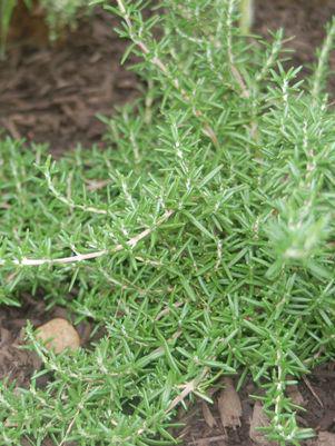 4.5" Herb Prostratus Rosemary (Prostrate) Happy Trails