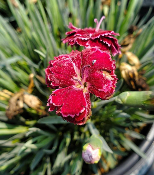 1G Dianthus hybrid Fruit Punch® 'Black Cherry Frost' Black Cherry Frost Pinks: Patent PP28,603 1008836