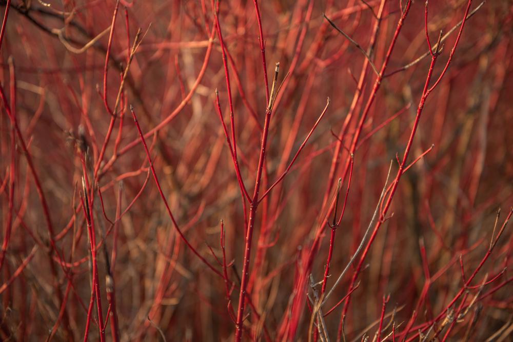 3G Cornus stolonifera 'Arctic Fire' ('Farrow') Artic Fire® Dogwood: Patent PP18523 1003693