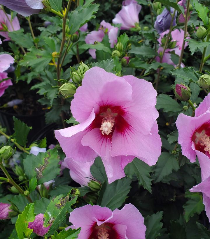 3G Hibiscus syriacus 'Minerva' Minerva Rose of Sharon 1001073