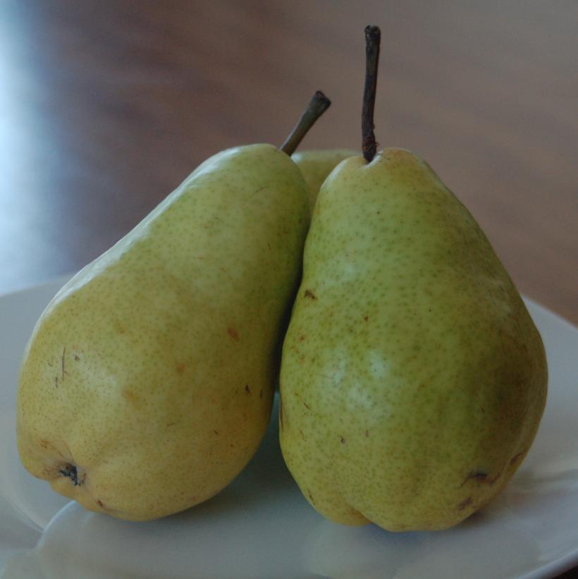 7G PYRUS X `BARTLETT` Bartlett Pear 1000893