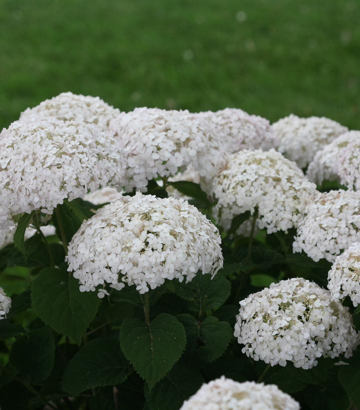 8" Hydrangea arborescens Invincibelle 'Wee White' ('NCHA5') Invincibelle Wee White® Smooth hydrangea: Patent PPAF 1010767