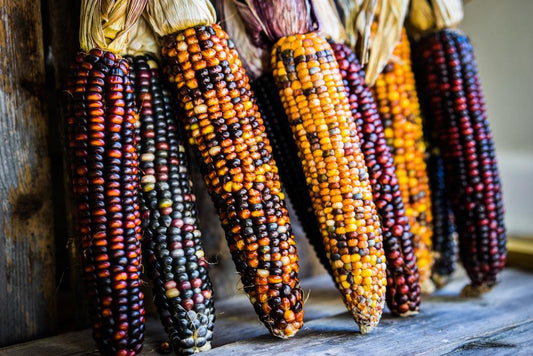 Indian Corn Bunches (3 Ears Tied)